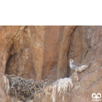 گونه بالابان Saker Falcon